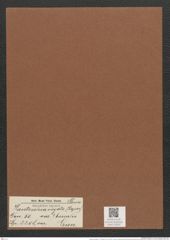 Hantzschia virgata var. ? borealis Grun. (de-Toni-Nr.: Genus 50, Species 2208) Zeichnungen Sammlung Grunow Mappe 02431 (Herbarium_W_Grunow_drawings_Folder_02431)